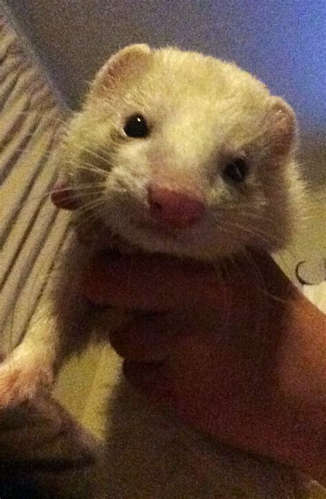 I browse craigslist for the occasional chance at a cheap ferret nation cage or similar. . Craigslist ferrets